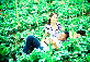 wallpaper-2430593